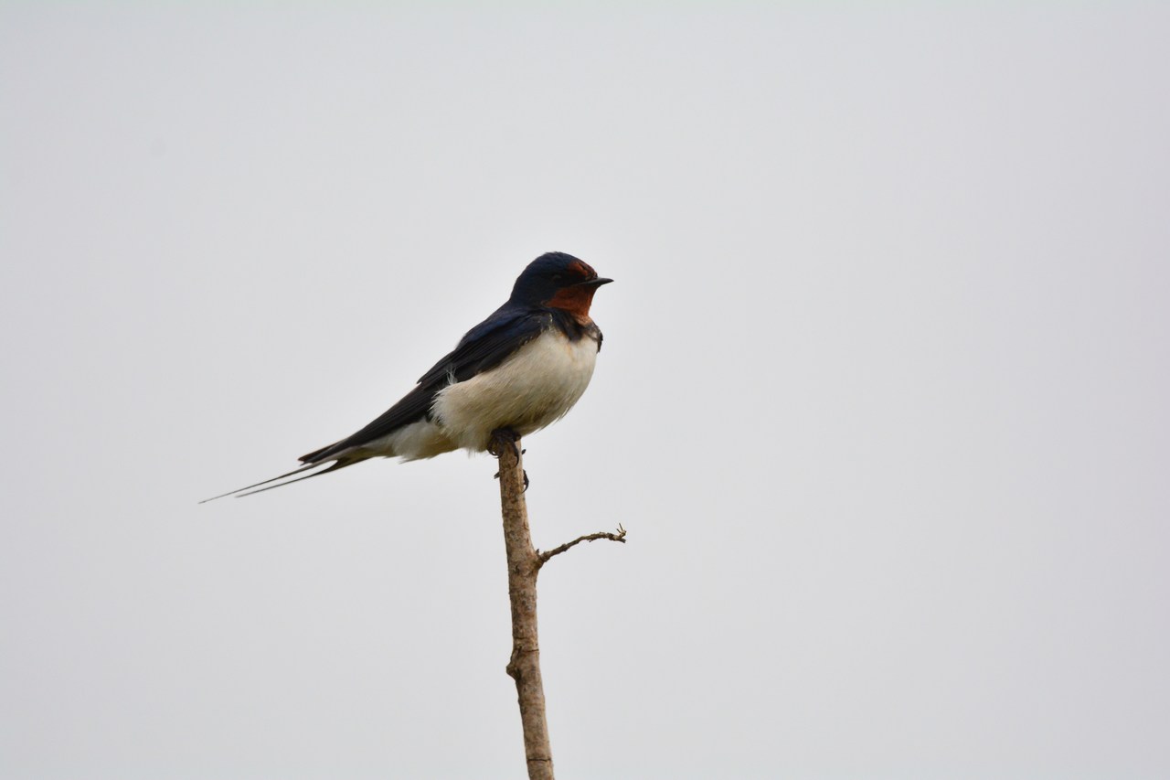 Hirundo rustica Hirundo rustica